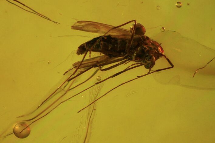Detailed Fossil Fly (Diptera) In Baltic Amber #84582